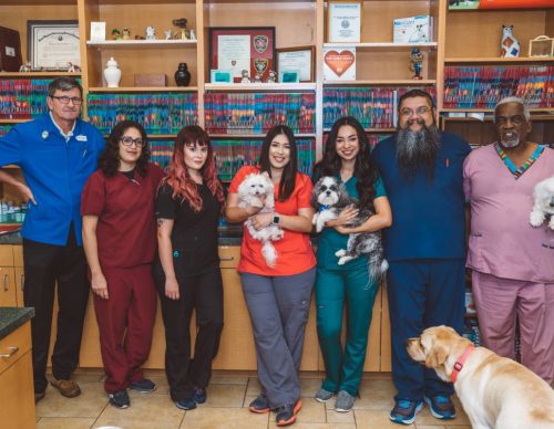 groupphoto2018 Animal Hospital of Westover Hills Team